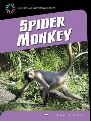 cover image of Spider Monkey